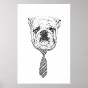 Cooldog Poster