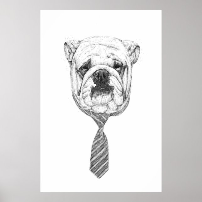Cooldog Poster (Vorne)