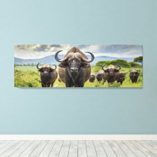 Coole Buffalo-Leinwanddruck! Leinwanddruck