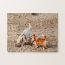 coole Hunde am Strand