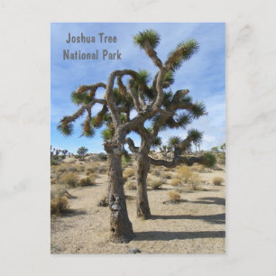 Coole Joshua Tree Postcard! Postkarte