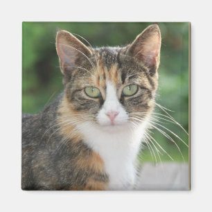 Coole Katze Magnet