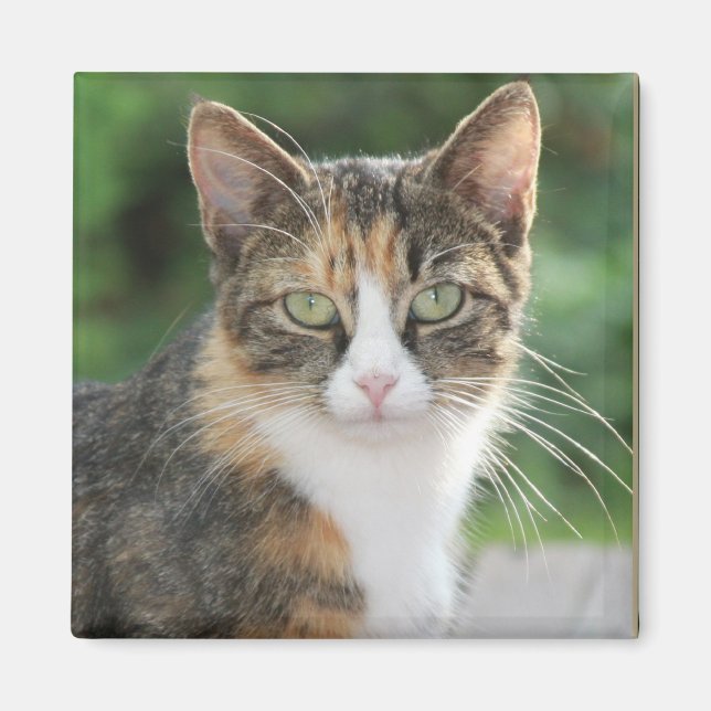 Coole Katze Magnet (Vorne)