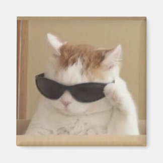 Coole Katzen-Meme Magnet