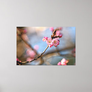 Coole Kirschblüten vor grauem Hintergrund Leinwanddruck