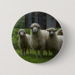 Coole Menge des Ackerlands der Schaf- Button