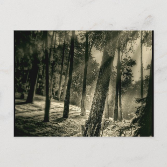 Coole Naturgeschenke aus Schwarz- und Weißwald Postkarte (Vorderseite)