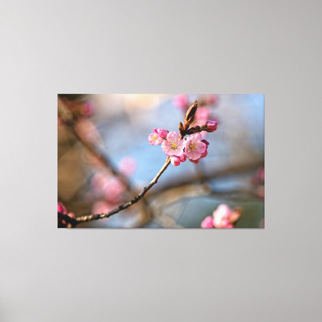 Coole Sakura-Blume gegen den grauen Hintergrund Leinwanddruck (Vorderseite)