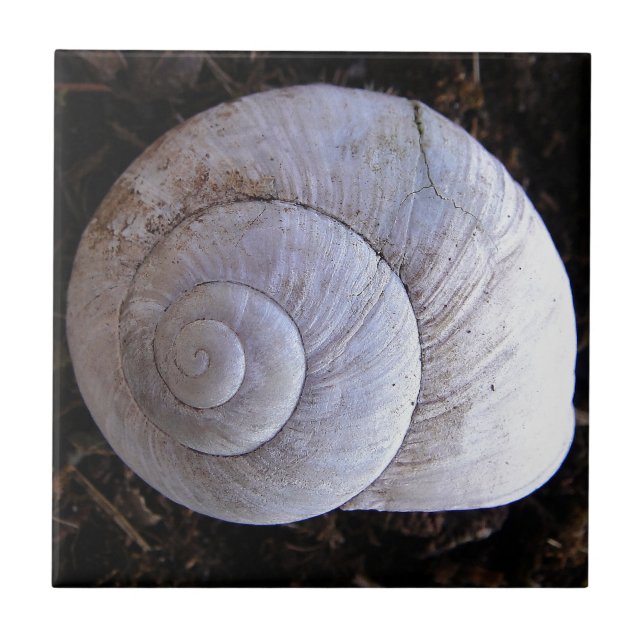 Coole Schnecke Fliese (Vorderseite)