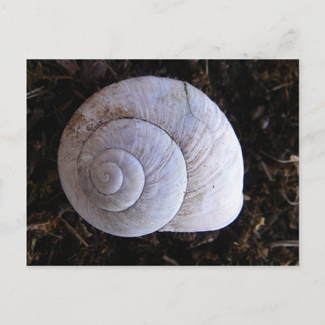 Coole Schnecke Postkarte (Vorderseite)