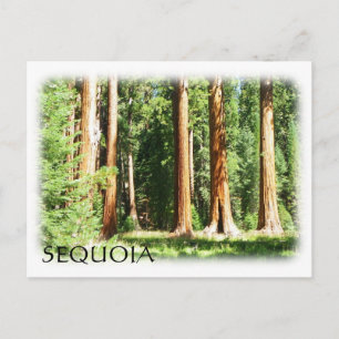 Coole Sequoia Postcard! Postkarte