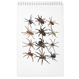 Coole Spinne für Männer Frauen Arachnid Spooky Beä Kalender