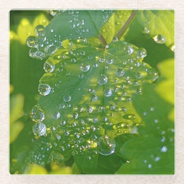 Coole Wassertropfen auf grünem Grund Glasuntersetzer (Vorderseite)