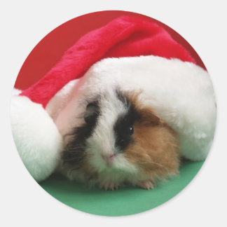 Coole Weihnachtsfeiertage Guinea Schweinekleber Runder Aufkleber