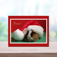 Coole Weihnachtskarte Guinea Schweinekarte