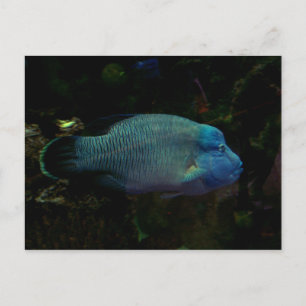 Cooler Blauer Fisch Postkarte
