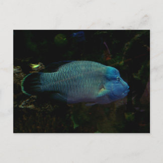 Cooler Blauer Fisch Postkarte
