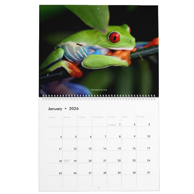 Cooler Frosch-Kalender Kalender (Jan 2026)