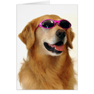 Cooler goldener Retriever