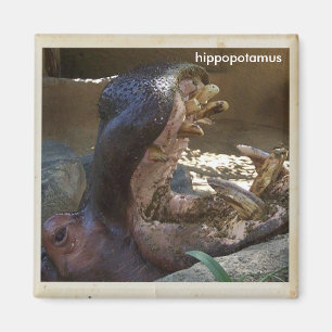 Cooler Hippopotamus Magnet! Magnet