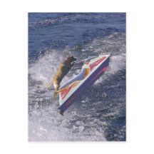 Cooler Labrador Jumping Waves