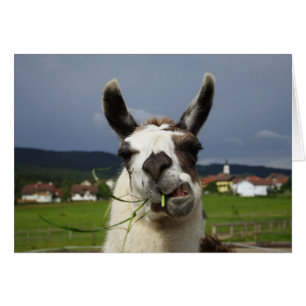 Cooler Lama