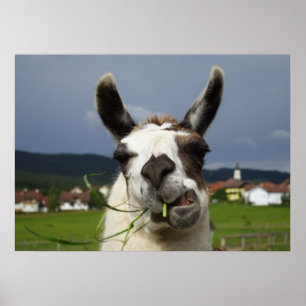 Cooler Lama Poster