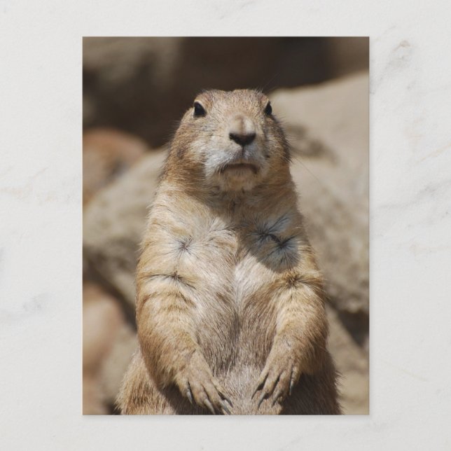 Cooler Prairie Hund Postcard Postkarte (Vorderseite)