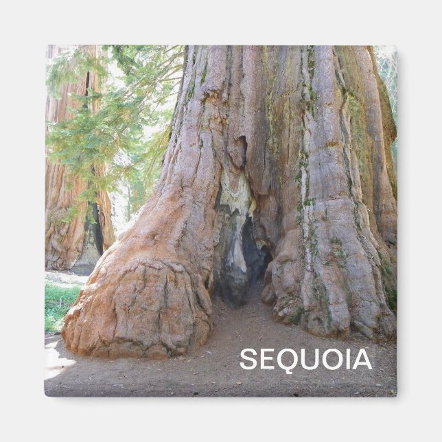 Cooler Riese Sequoia Magnet! Magnet (Vorne)