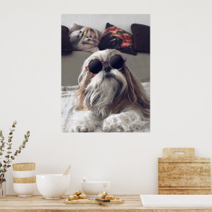 Cooler Shih Tzu Langhaar Vintage Sonnenbrille Foto Poster