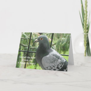 Cooler Tauben Geburtstag Karte