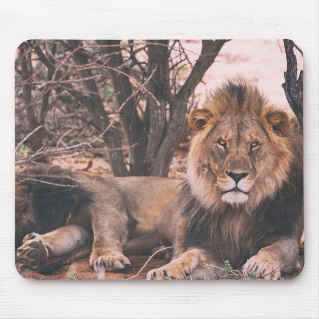 Cooles LöwenFoto Mousepad (Vorne)