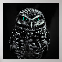 Cooles Schwarz-Weiß-Owl mit Zyanäten
