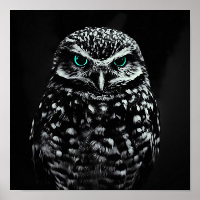 Cooles Schwarz-Weiß-Owl mit Zyanäten Poster (Vorne)