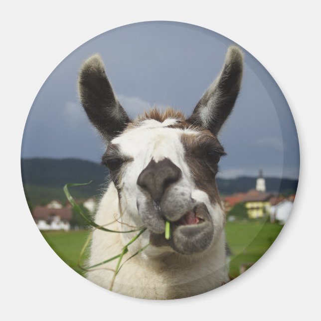 Coolstes Lama in Österreich Magnet (Vorne)
