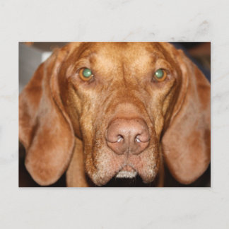 Coon Hound Postcard Postkarte