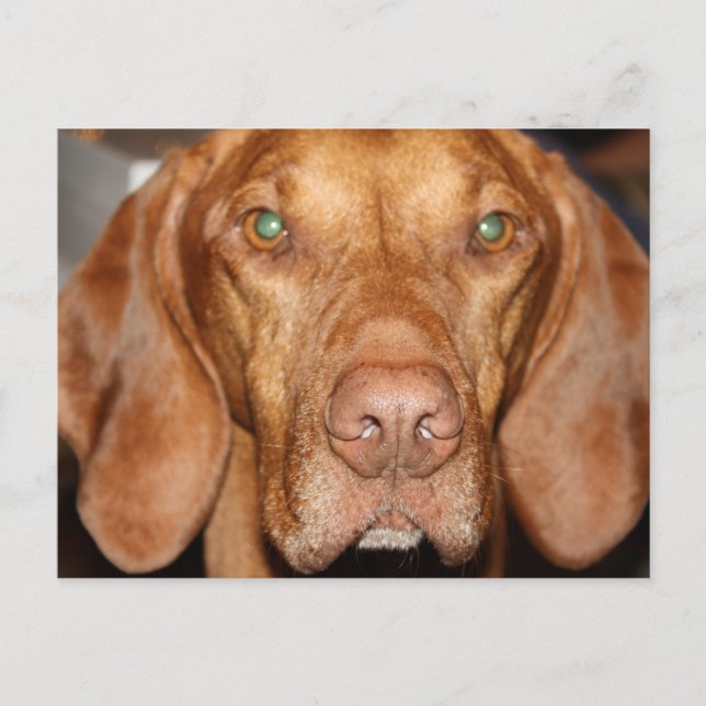 Coon Hound Postcard Postkarte (Vorderseite)