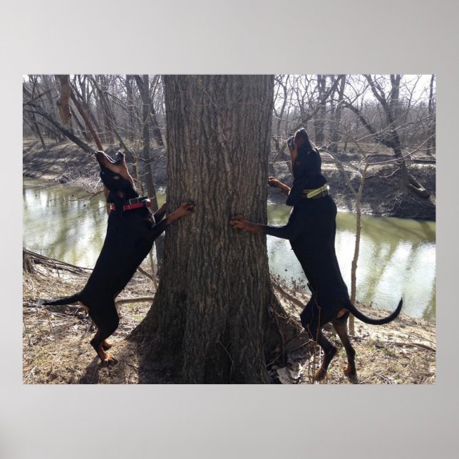 Coon Hounds Treeing Poster (Vorne)