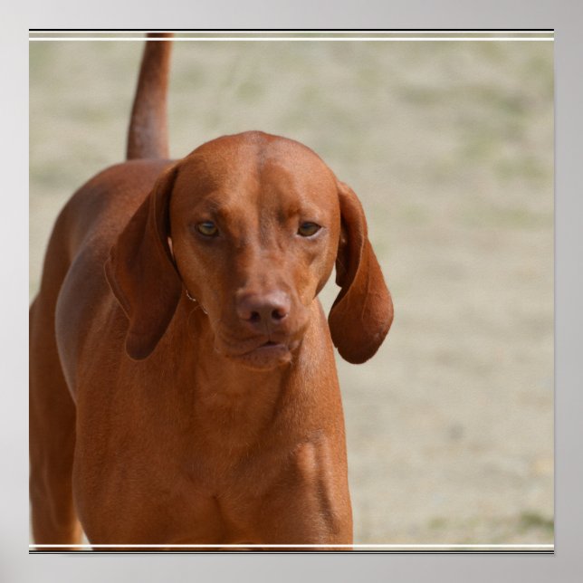 Coonhound Poster (Vorne)