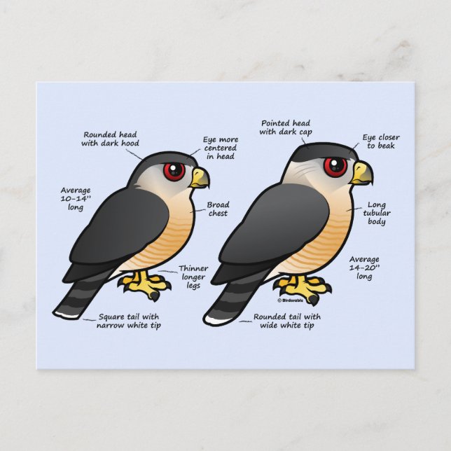 Coop / Sharpie Postkarte (Vorderseite)