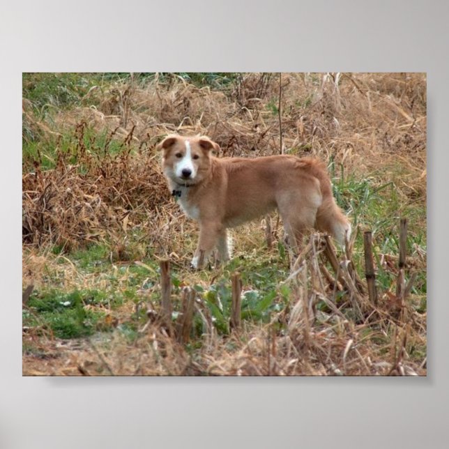 Cooper Poster (Vorne)