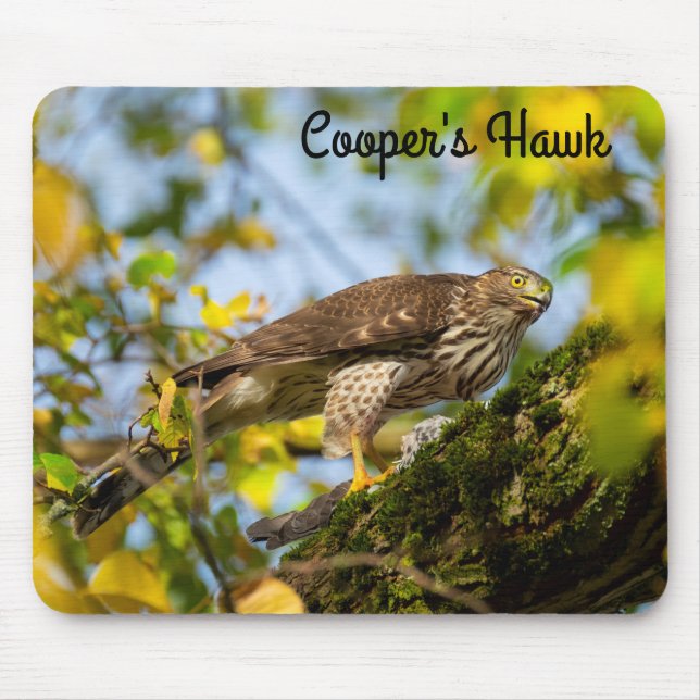Cooper’s hawk mousepad (Vorne)