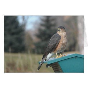 Coopers Hawk