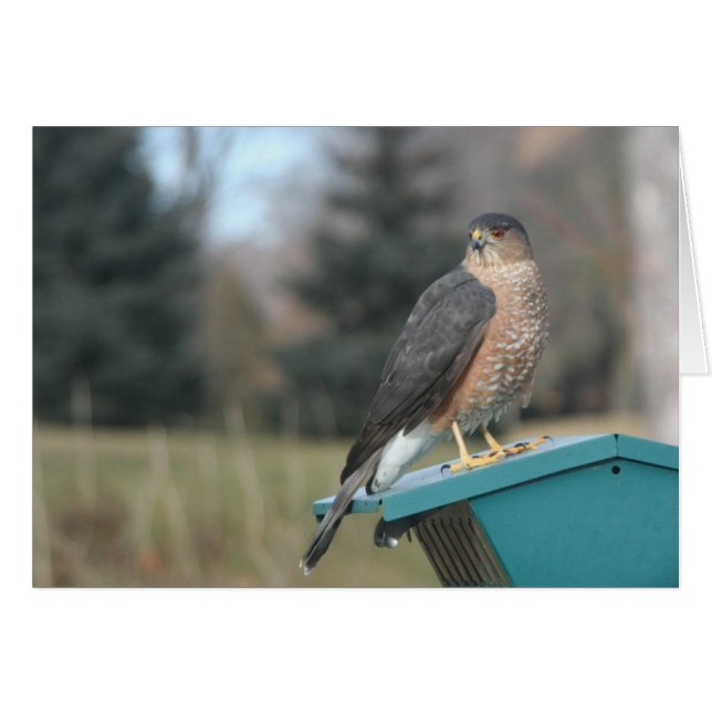 Coopers Hawk (Vorderseite (Horizontal))