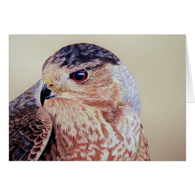 Coopers Hawk (Vorderseite (Horizontal))