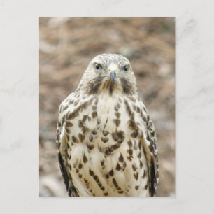 Coopers Hawk Foto Postcard Postkarte