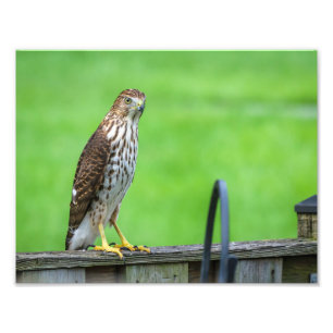 Cooper's Hawk Foto Print 2