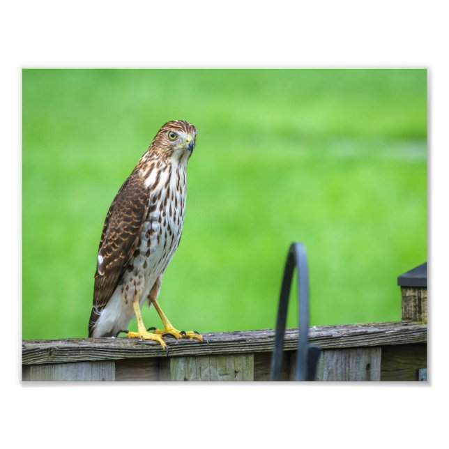 Cooper's Hawk Foto Print 2 (Vorne)