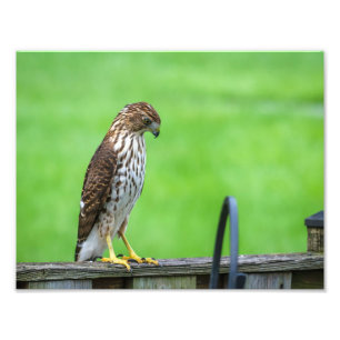 Cooper's Hawk Foto Print 3