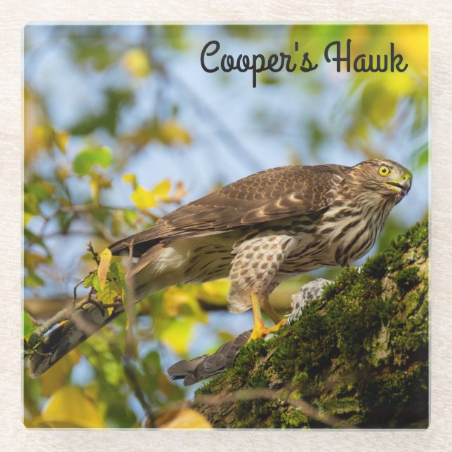 Cooper's Hawk Glasuntersetzer (Vorderseite)